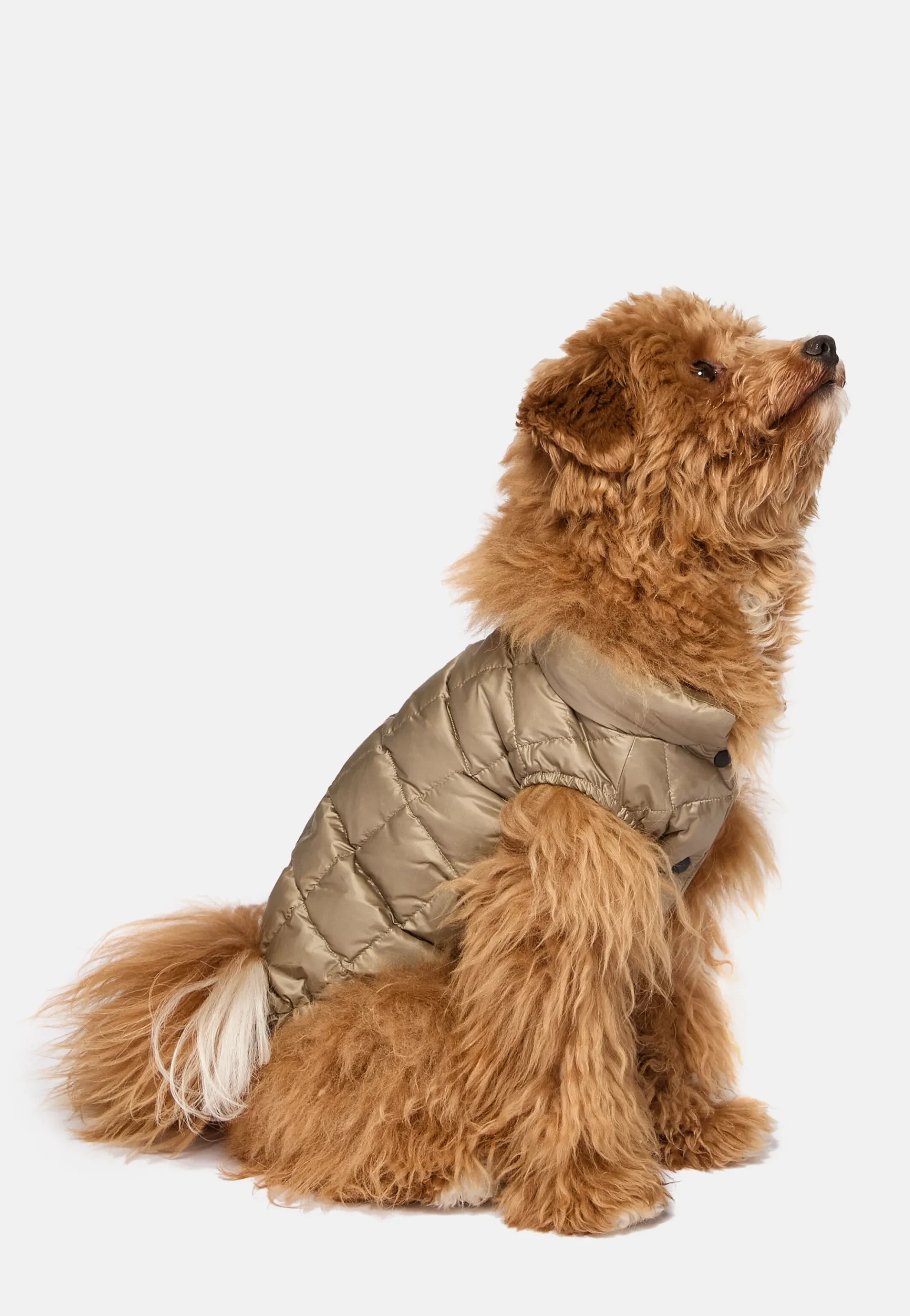 Bomber Pour Chien En Tissu Technique En Plume D'Oie